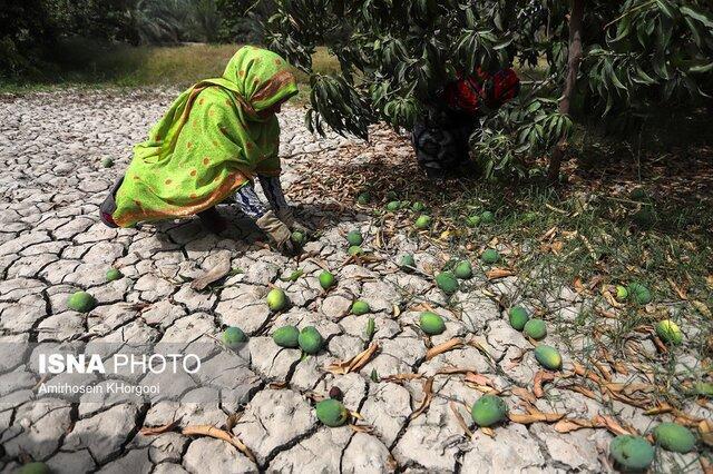 انعقاد قرار داد همکاری صندوق حمایت کشاورزی زنان روستایی بندرعباس و سازمان ملل