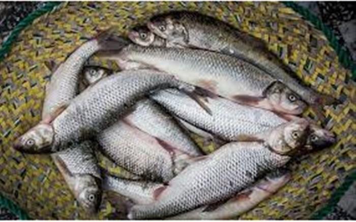 پیش بینی 20 هزارتُن آبزی پروری قراردادی ماهی قزل آلا در دو سال آینده