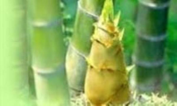 خواص درمانی جوانه های گیاه بامبو (نی)