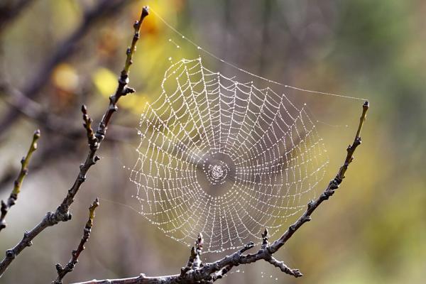 ابریشم عنکبوت به درمان سرطان یاری خواهد نمود؟